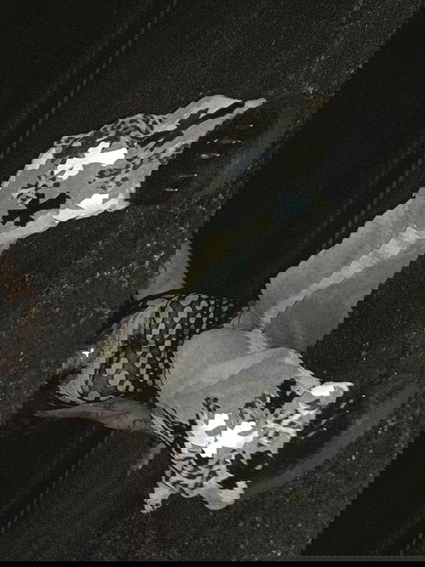 zommmbri zommmbri archive image