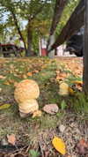 karin_orhov Altpins Profile Picture