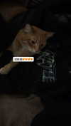 butter.on.a.poptart69 Altpins Profile Picture
