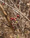 limonnitta Altpins Profile Picture