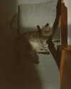 milena_milachich Altpins Profile Picture