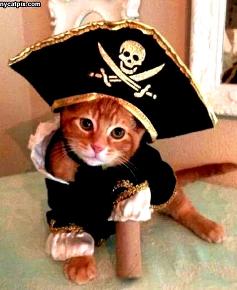 catl0verr69 archive image