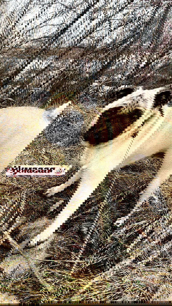 nyityam nyityam archive image