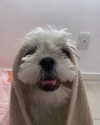 gabimfmoura Altpins Profile Picture