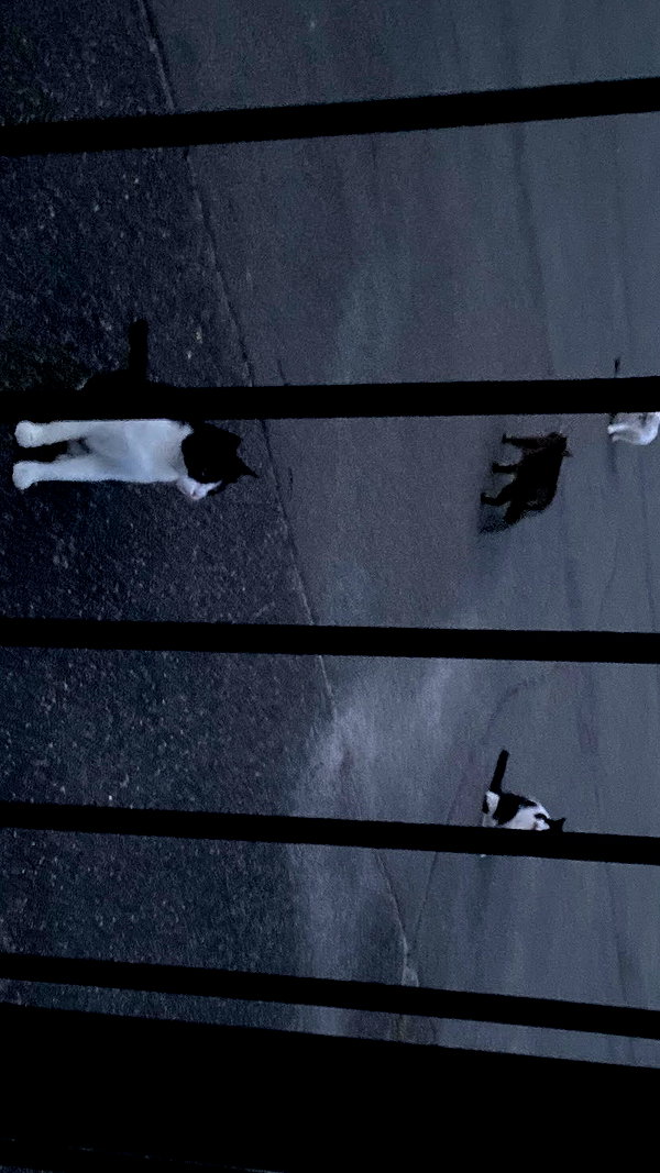 meiiisame archive image