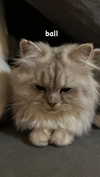 f4iryybl00d Altpins Profile Picture