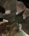 gisellelee8 Altpins Profile Picture