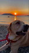 nikoliasi Altpins Profile Picture