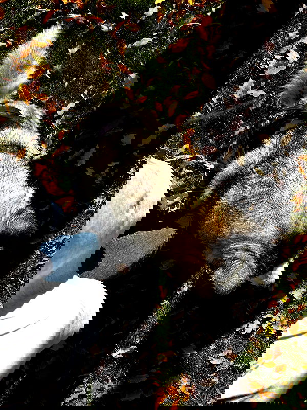 _animechika_ image ~ Altpins