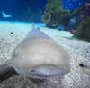 dante_yangpa Altpins Profile Picture
