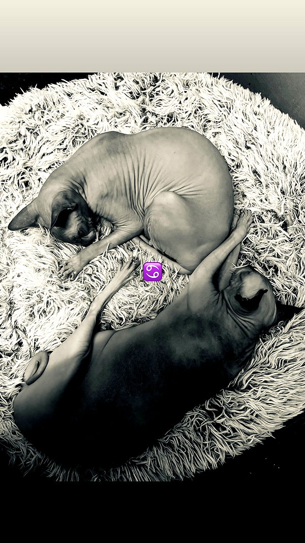 iinfusiia instagram image archive image
