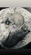 iinfusiia Altpins Profile Picture