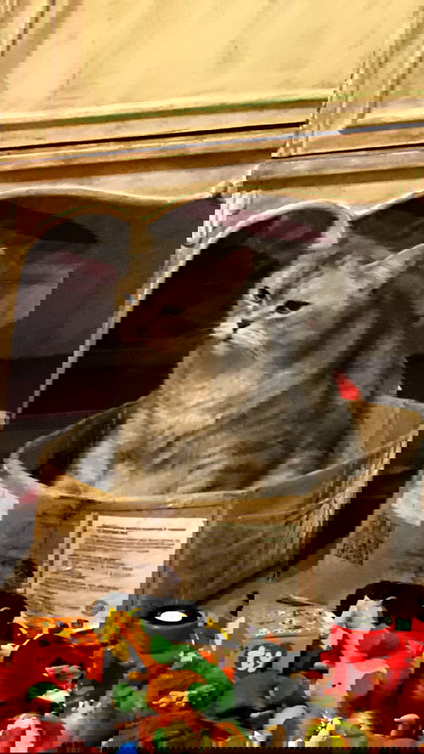 imalovesosa imalovesosa archive image