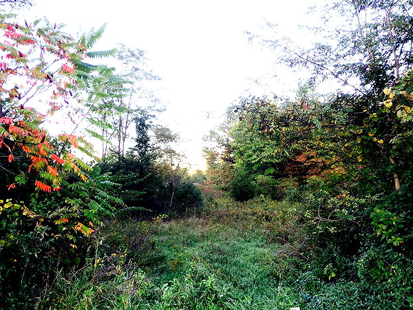 hallucineon instagram image archive image