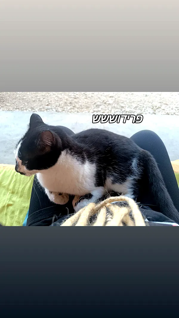 moonyyyya moonyyyya archive image