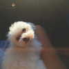 elizabethcampbelljones Altpins Profile Picture