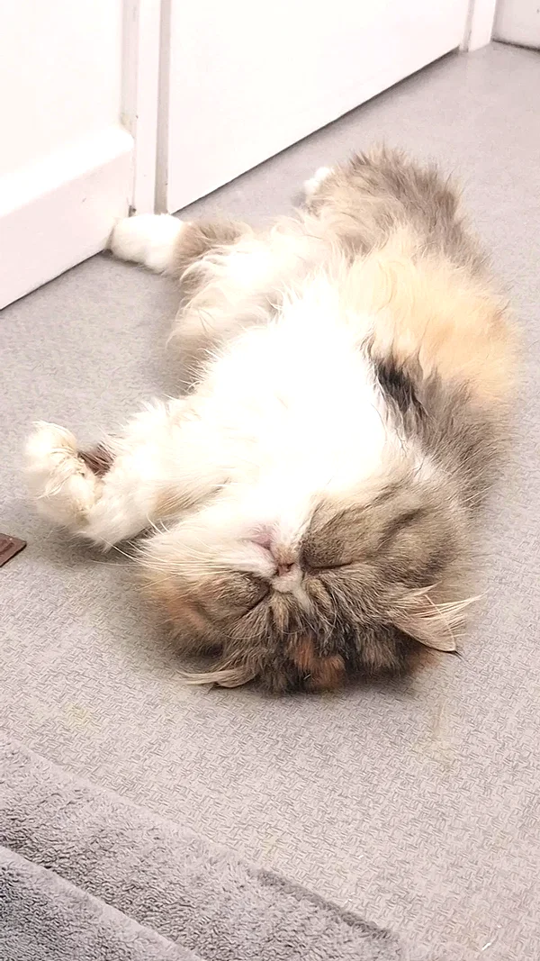 mirekyarahire instagram image archive image