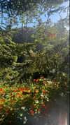 mmelany.4 Altpins Profile Picture