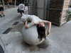 lalytoples Altpins Profile Picture