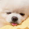 dear.zia Altpins Profile Picture