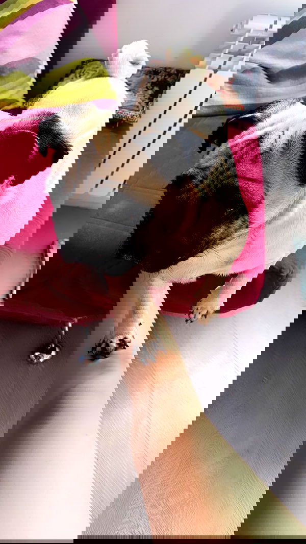 nyityam nyityam archive image