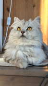 f4iryybl00d Altpins Profile Picture
