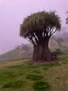 elizabethcampbelljones Altpins Profile Picture