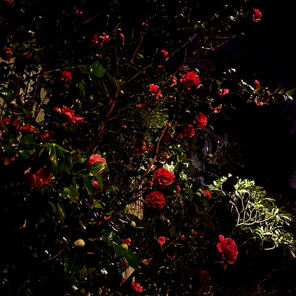 leonanaomii instagram image archive image