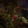 leonanaomii Altpins Profile Picture