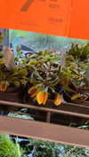 yuval5570 Altpins Profile Picture
