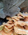 stranstviepera Altpins Profile Picture