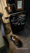 ann.shellll Altpins Profile Picture