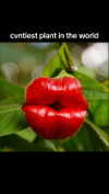 babynympho_archive Altpins Profile Picture