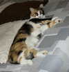 nishymoon_ Altpins Profile Picture