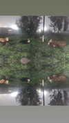 osher_yakir Altpins Profile Picture