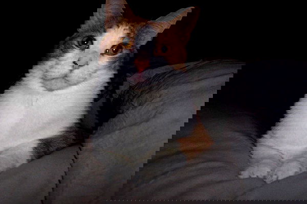 missnyxdawn missnyxdawn archive image