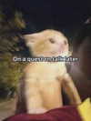 iamm3dusa Altpins Profile Picture