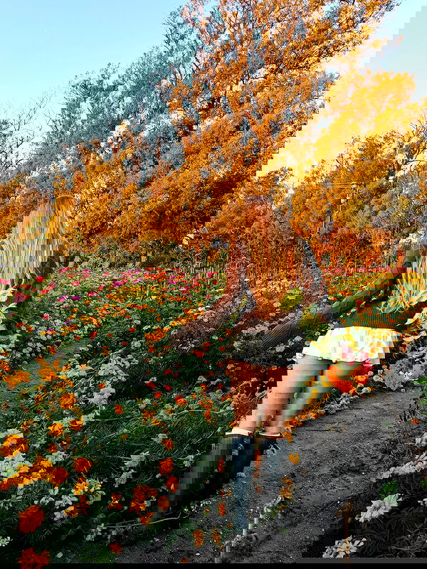 carolinezalog carolinezalog archive image