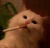 mariagabrielasantos Altpins Profile Picture