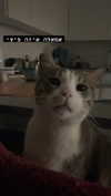 dante_yangpa Altpins Profile Picture