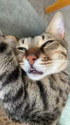 ronyida_ Altpins Profile Picture