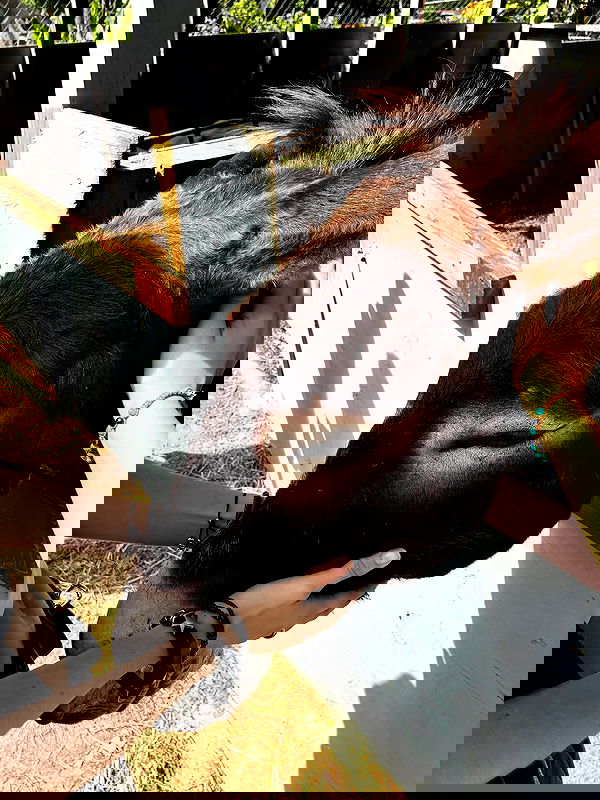 mosssaico mosssaico archive image