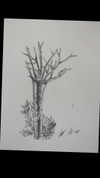 lior_levrun Altpins Profile Picture