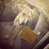 sashapieterse Altpins Profile Picture