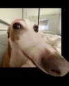 leanbeefpatty Altpins Profile Picture