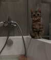 milena_milachich Altpins Profile Picture