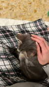 federica.piccinni Altpins Profile Picture