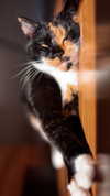 ilanosh Altpins Profile Picture