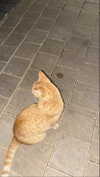 babynympho_archive Altpins Profile Picture