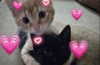 milkiwifey Altpins Profile Picture